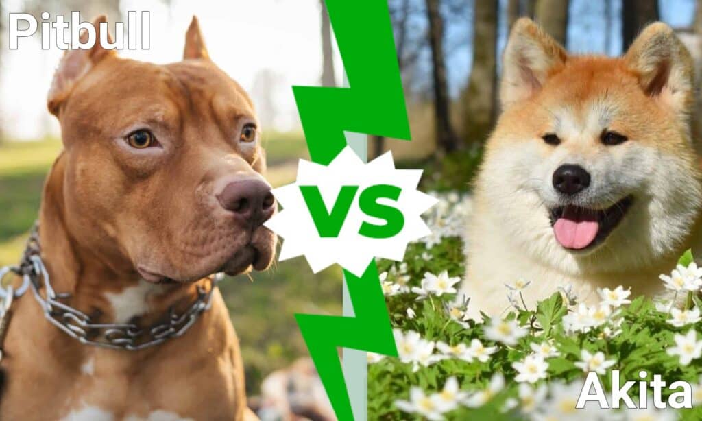 Pitbull vs Akita