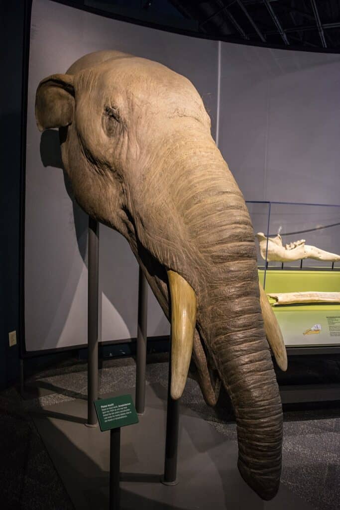 Gomphotherium model in Cleveland Museum of Natural History