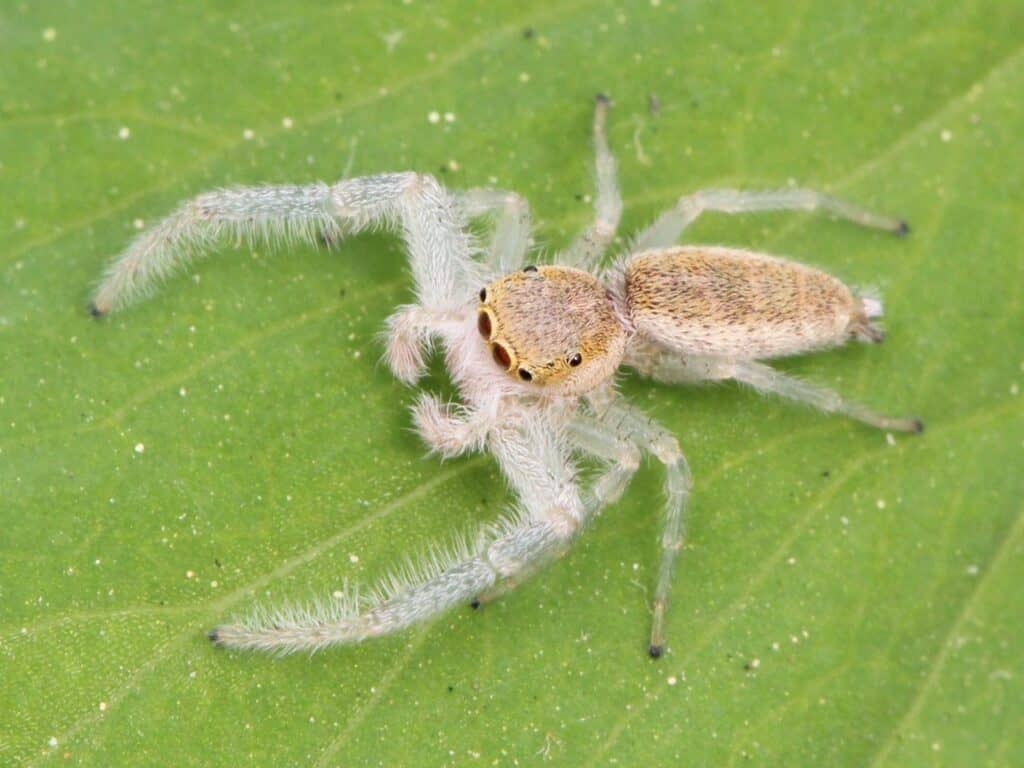 White-Jawed Jumping Spider