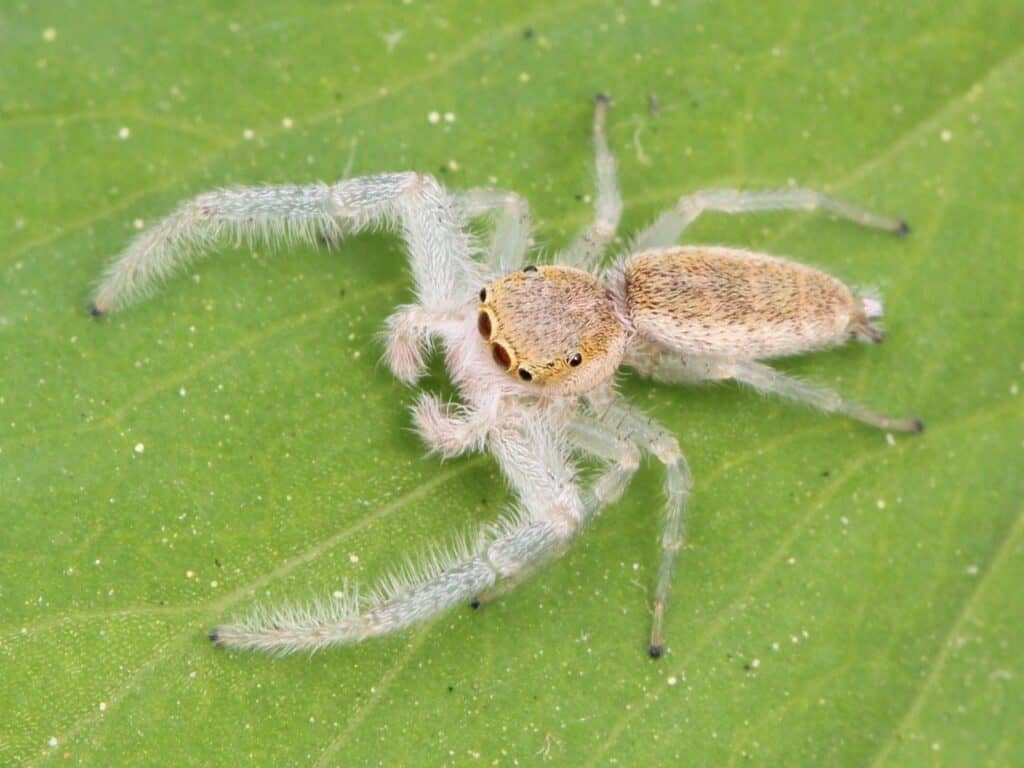 White Spiders In My House