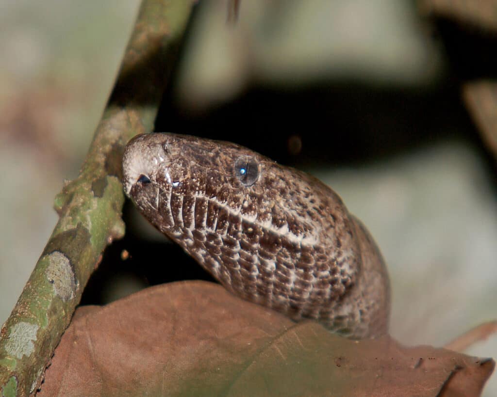 New 'critically endangered' silver boa discovered by scientists in a remote  corner of the Bahamas