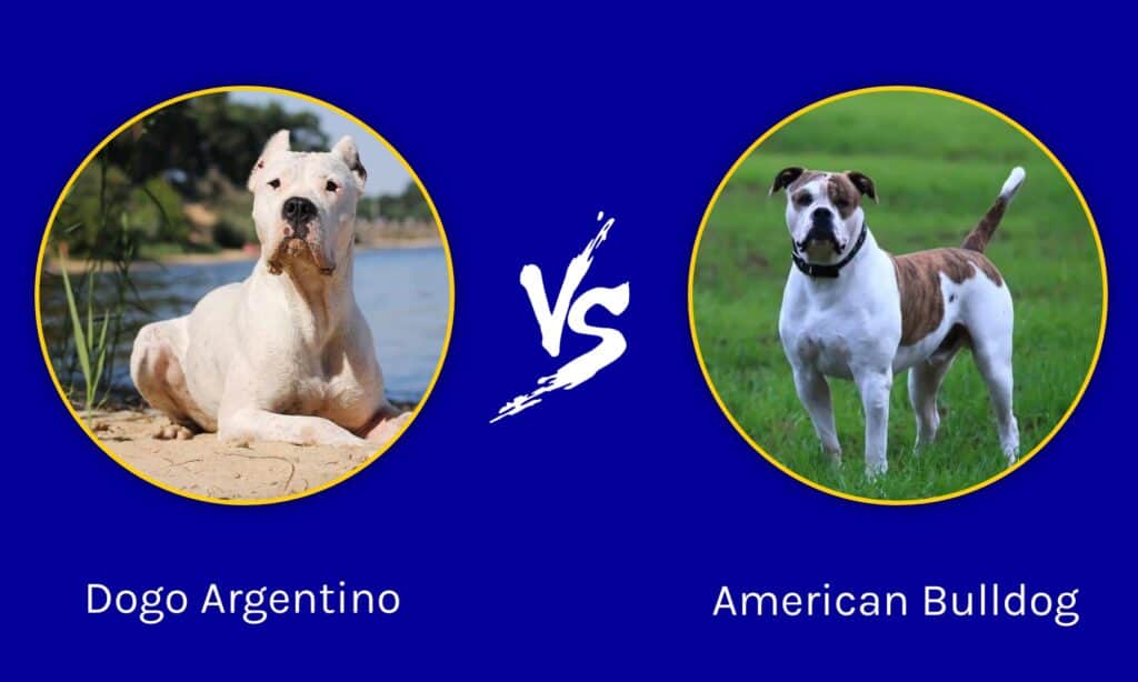 Dogo Argentino vs American Bulldog