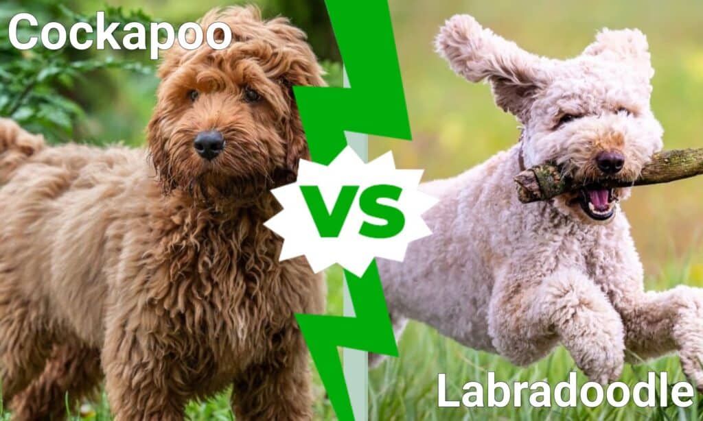 Cockapoo vs Labradoodle