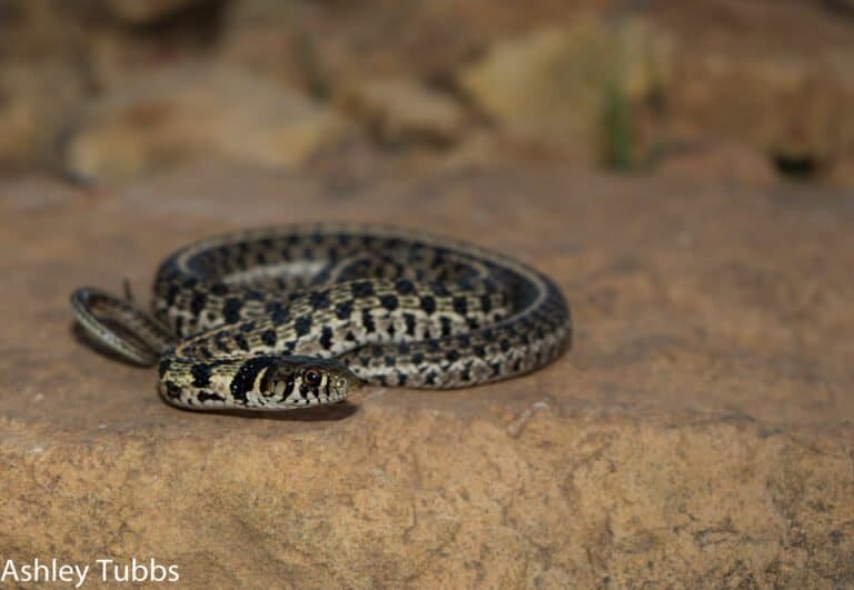 A checkered garter snake on a rock