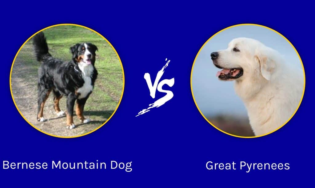 Bunke af Total pulver Bernese Mountain Dog vs Great Pyrenees: What Are The Differences? - AZ  Animals