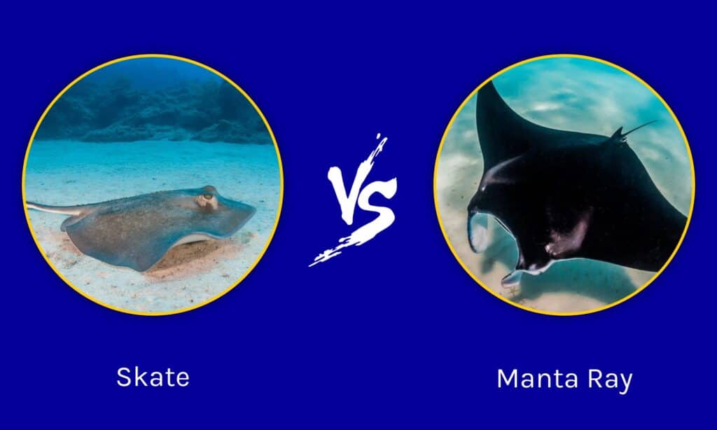 difference in stingray and manta ray