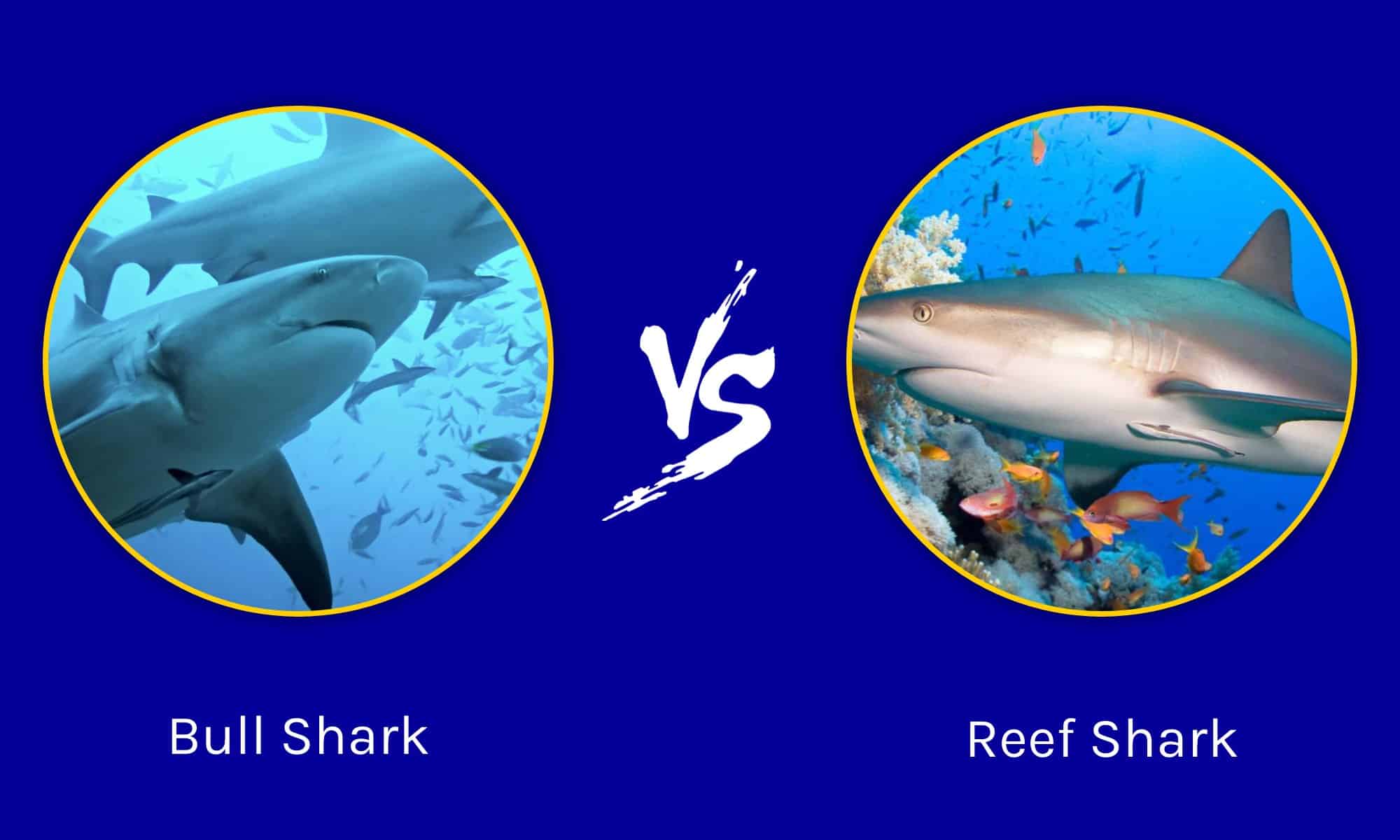 Bull Shark vs Reef Shark: What are the Differences? - A-Z Animals