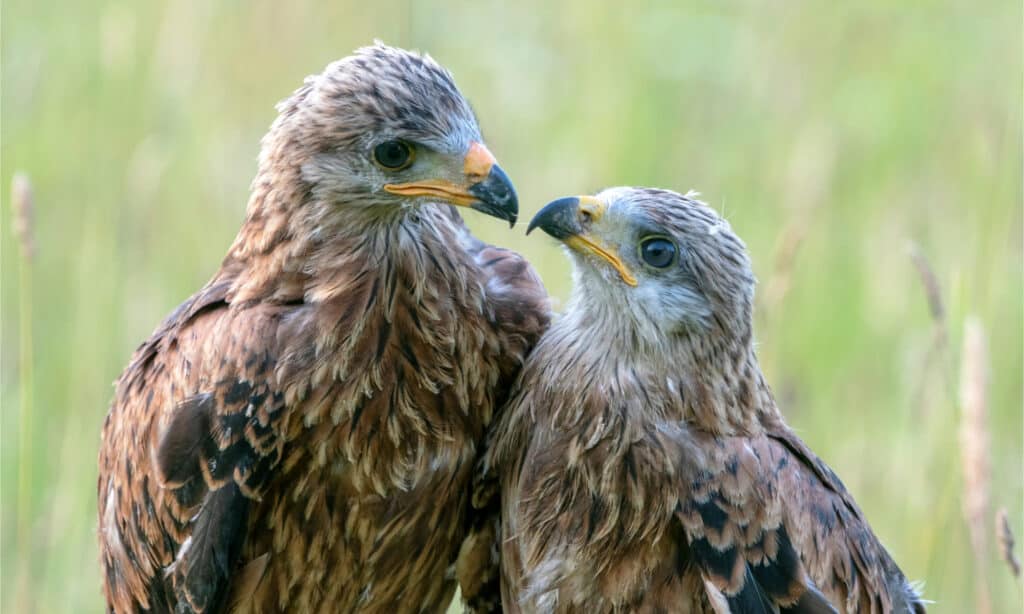 2 juvenile red kites sitting on the ground with a blurred field in the background