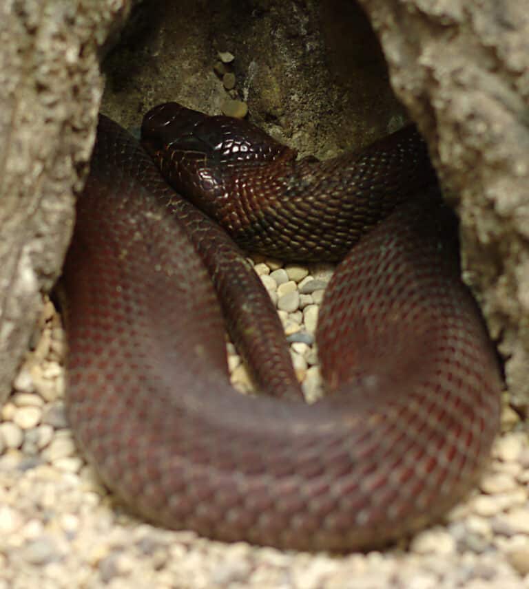 A red spitting cobra curled up between some rocks