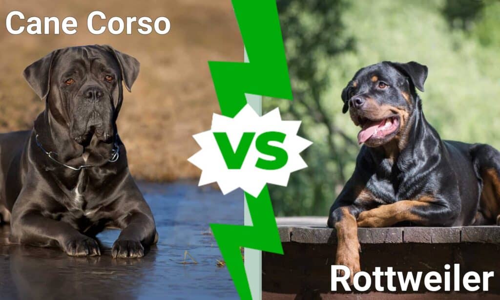 The Cane Corso vs The Rottweiler - AZ Animals