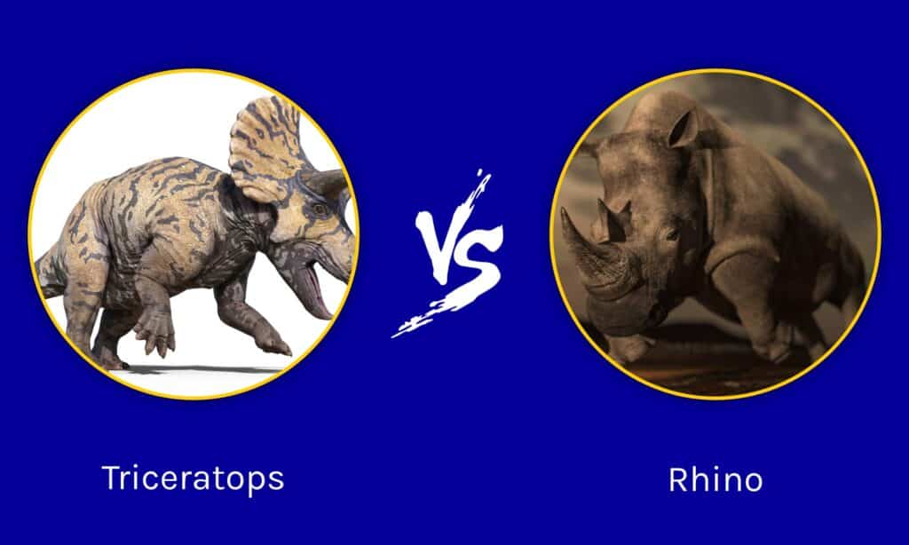 Triceratops Vs Rhino: What Are The Differences? - Az Animals