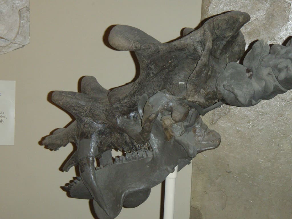 A Uintatherium skull in a museum showcases its horns and fangs