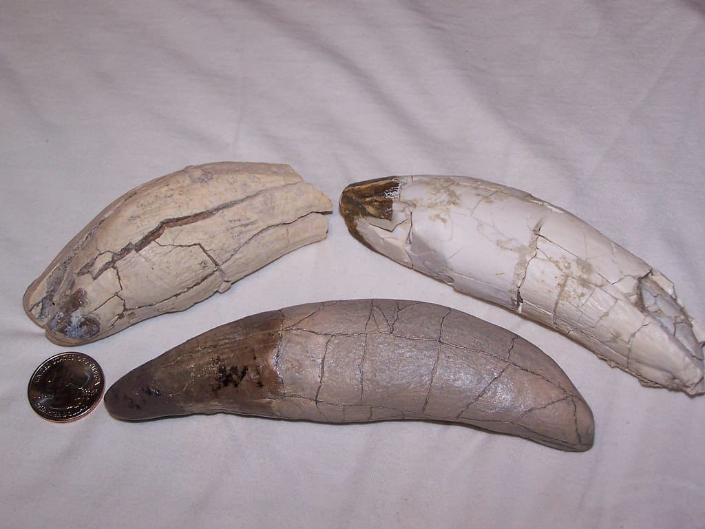 Fossilized archaeotherium tusks