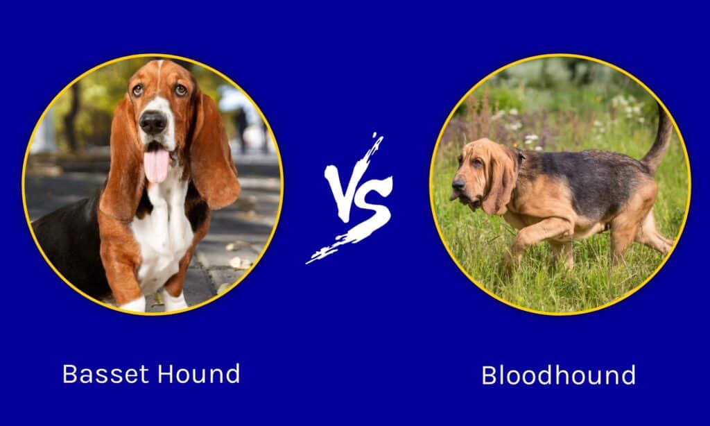 Basset Hound vs Bloodhound
