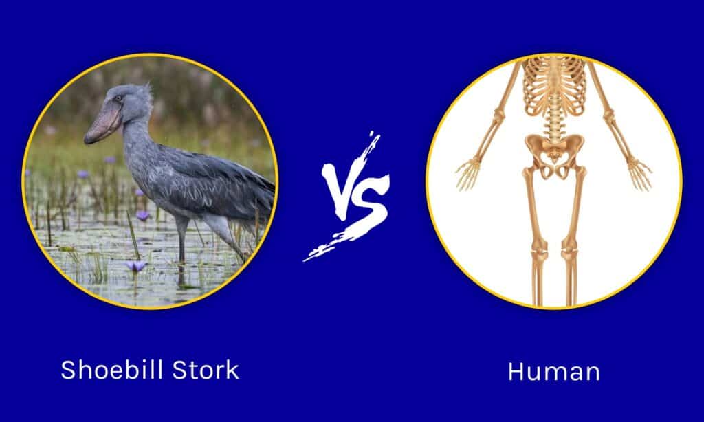 Shoebill Stork vs Human