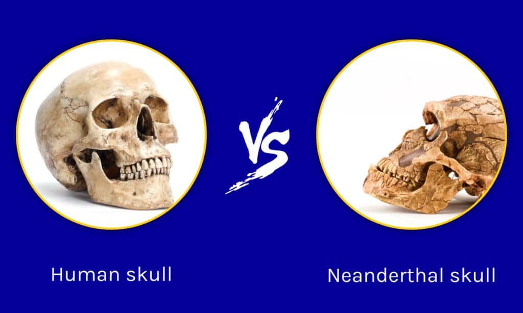 gorilla skull vs human skull