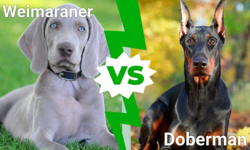 Weimaraner vs Doberman