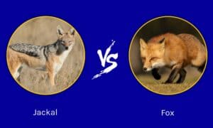 Red Foxes Fall to Coyotes—But Jackals Face a Deadlier Threat photo