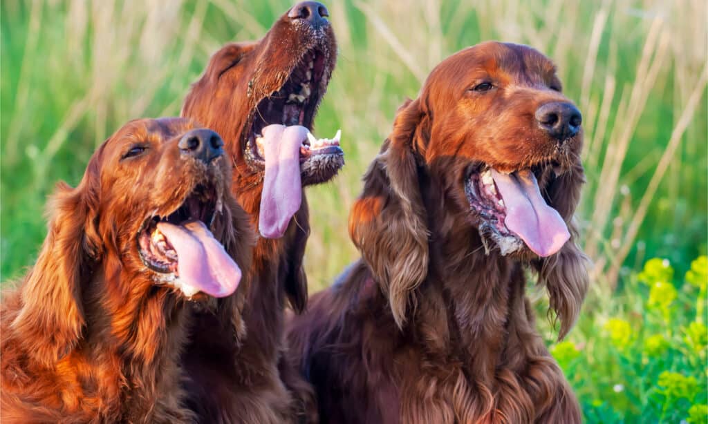 Three Irish setters in a field panting