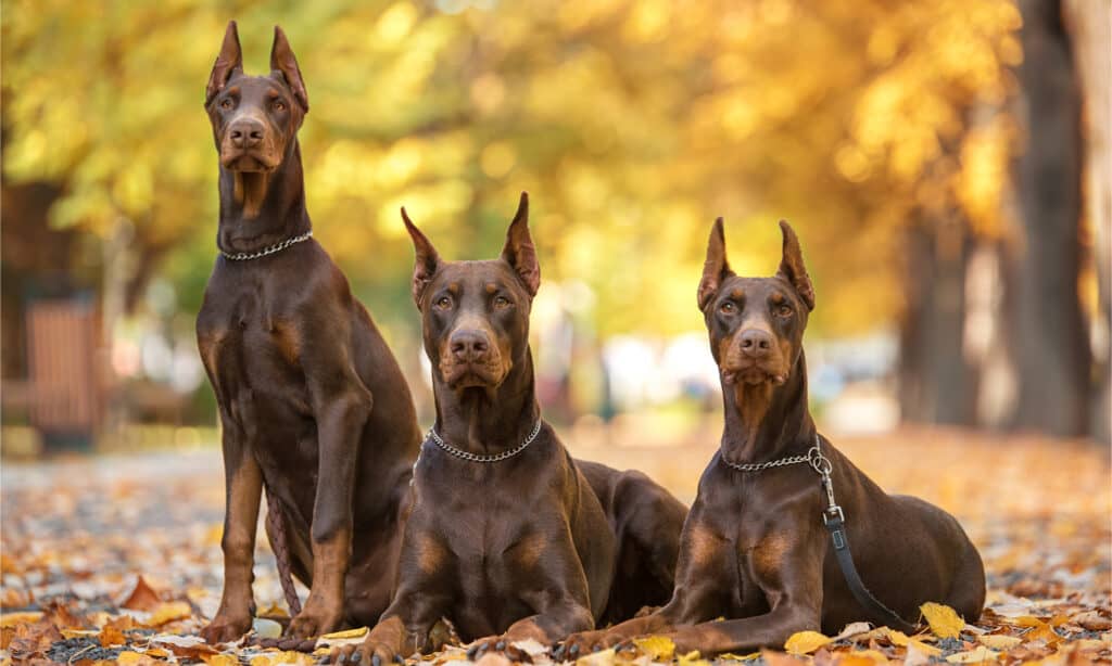 3 dobermans in a park