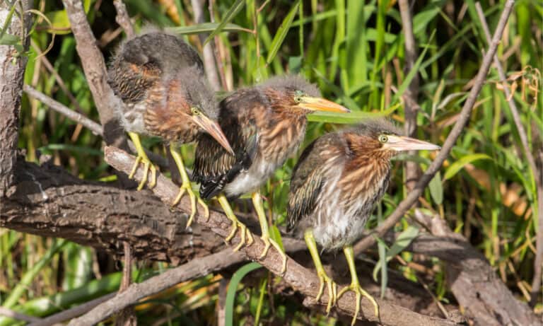 3 green heron chicks on a branch