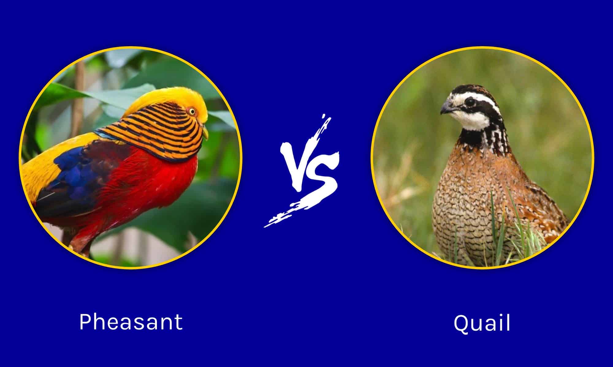 Pheasant vs Quail What Are 8 Key Differences? AZ Animals
