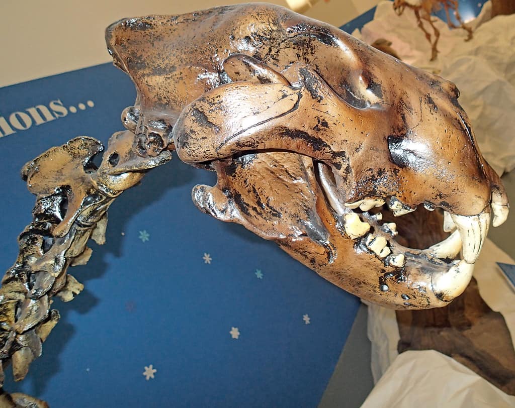 Skull and neck of a Panthera atrox (fossil North American lion) (Pleistocene; North America)