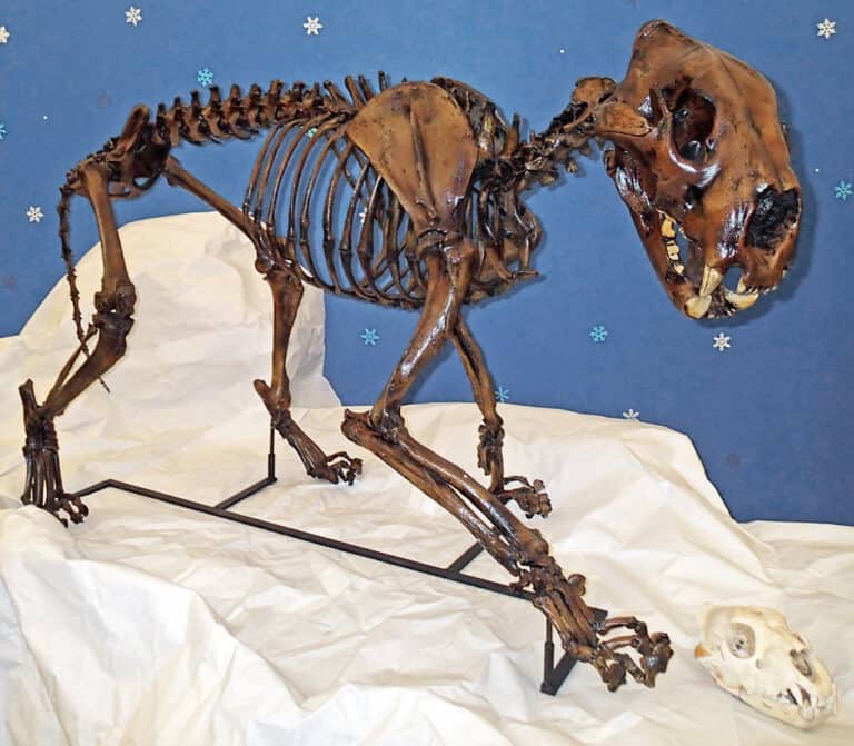 A North American Cave Lion skeleton