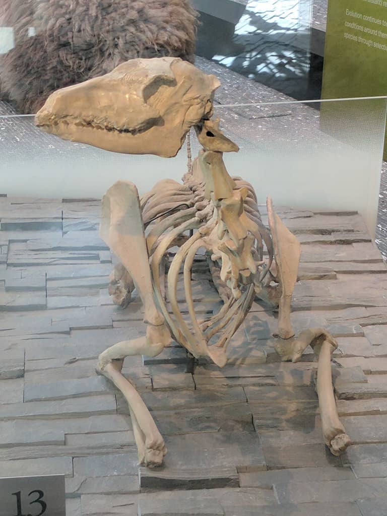 Fossilized Poebrotherium skeleton lying down in museum