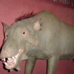 Archaeotherium