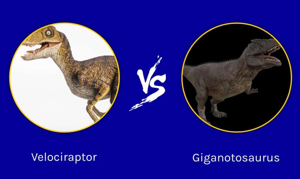 Velociraptor vs Giganotosaurus