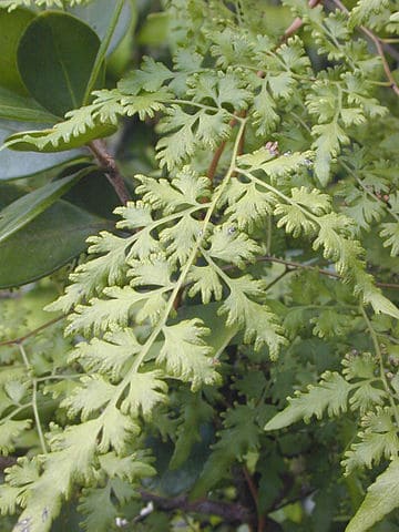 Old World climbing fern