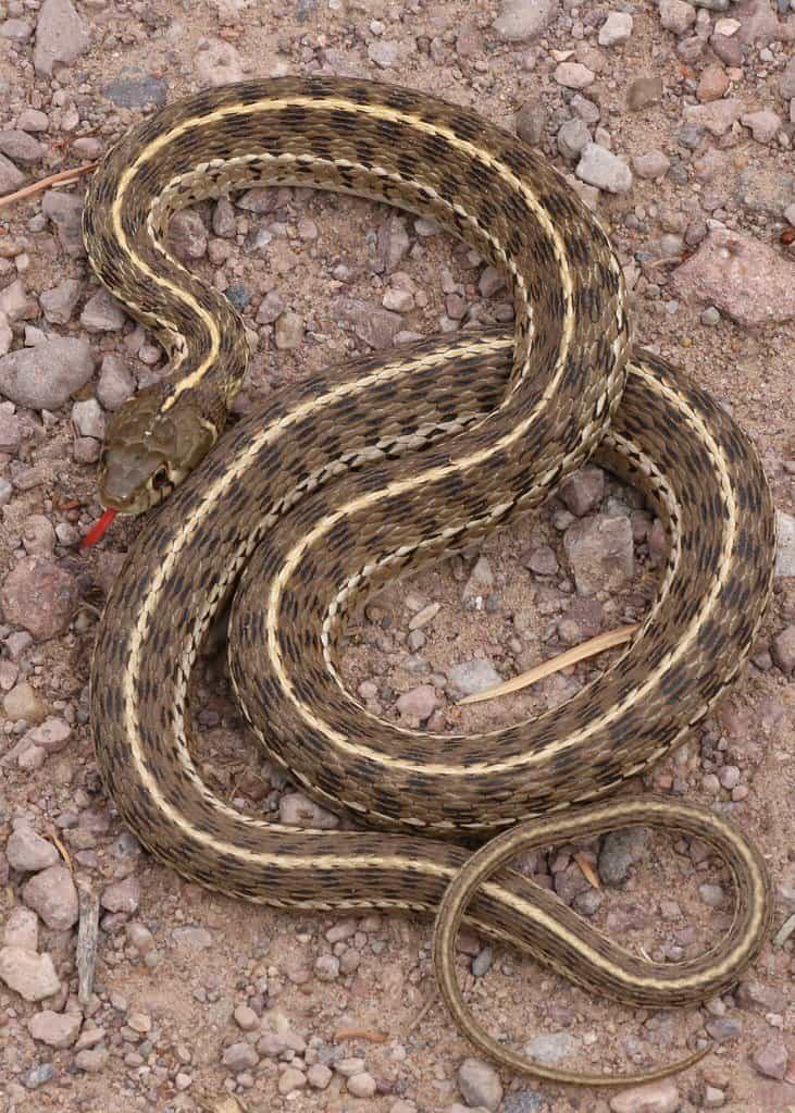 A checkered garter snake on rocky soil