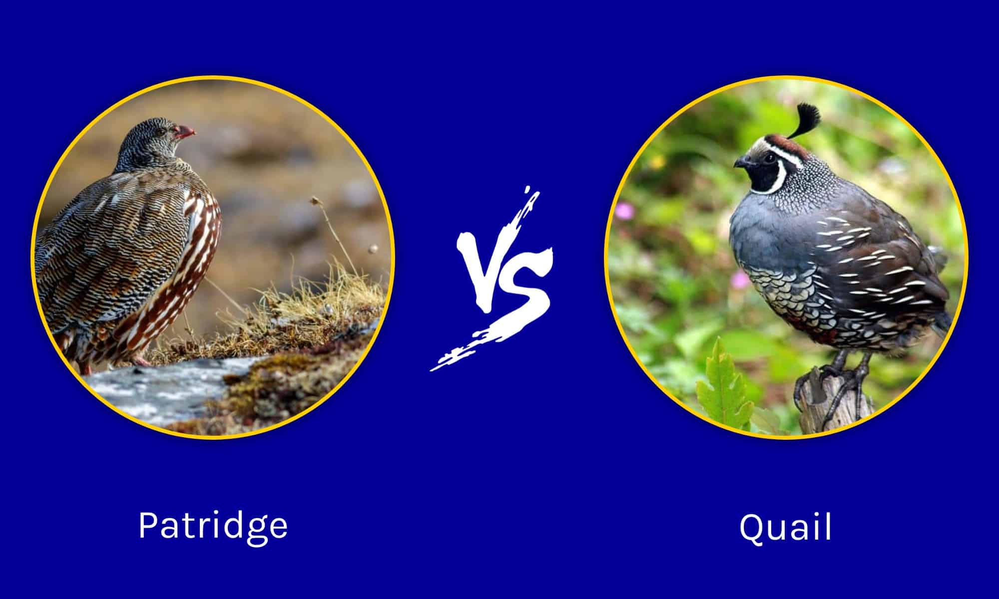 Partridge vs Quail: What Are 8 Key Differences? - A-Z Animals