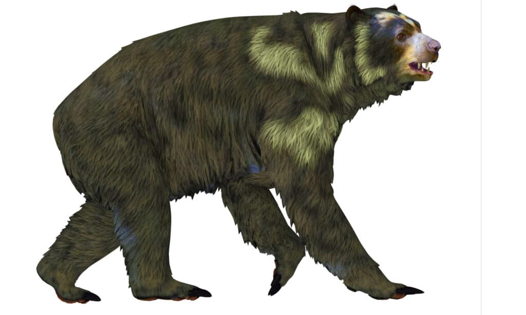 This Ancient Bear Towered Over Polar Bears And Was One Of The Largest