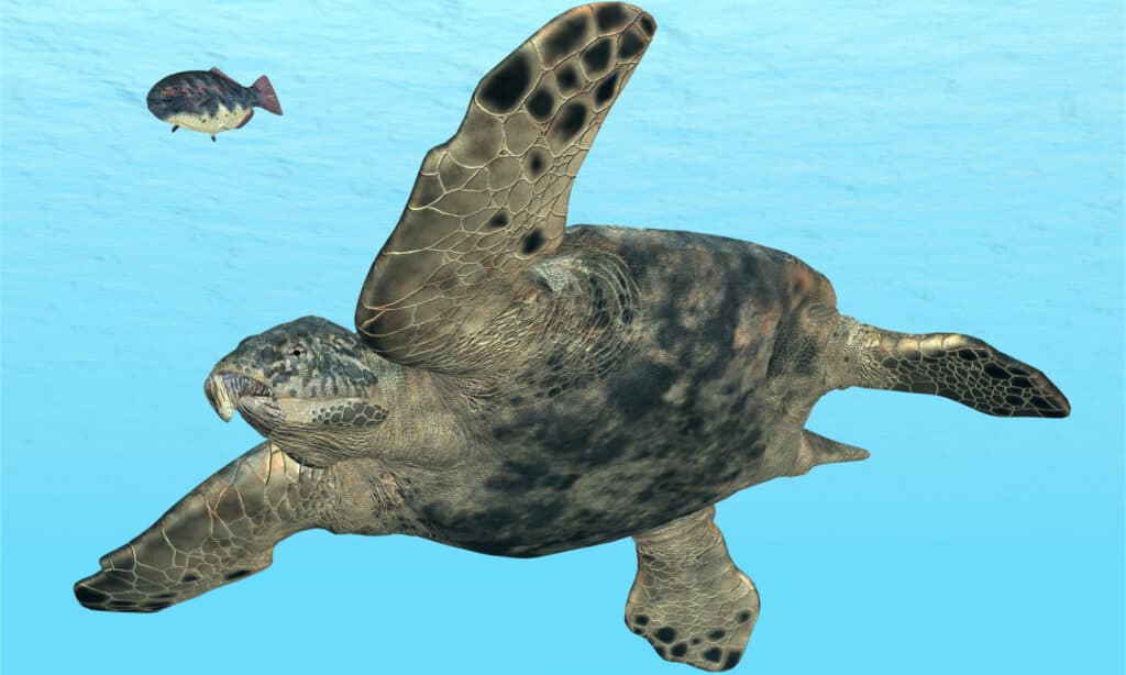 3D rendering of an Archelon Turtle swimming in the ocean