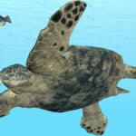 Archelon