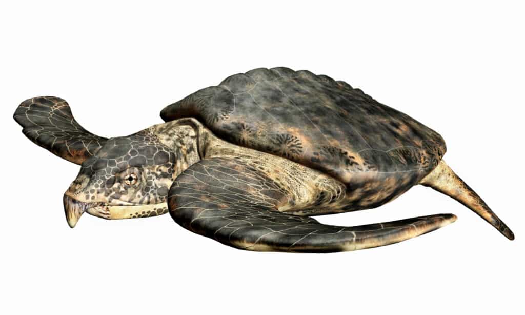 3D rendering of an Archelon turtle on a white background