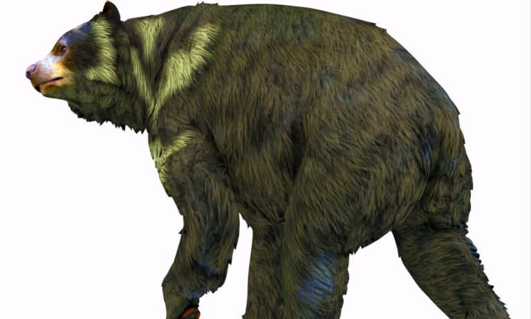 3D rendering of an Arctodus bear on a white background