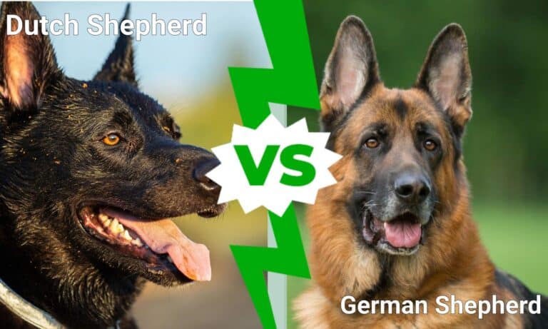Dutch Shepherd vs German Shepherd: What Are The Differences? - A-Z Animals