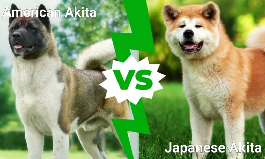 American Akita vs Japanese Akita