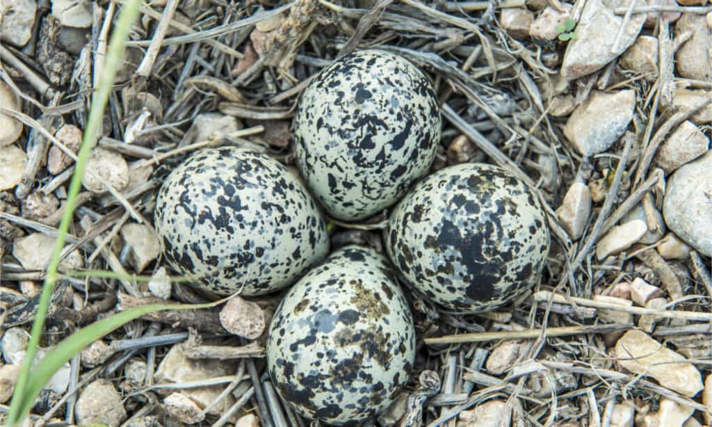 4 killdeer eggs in their nest