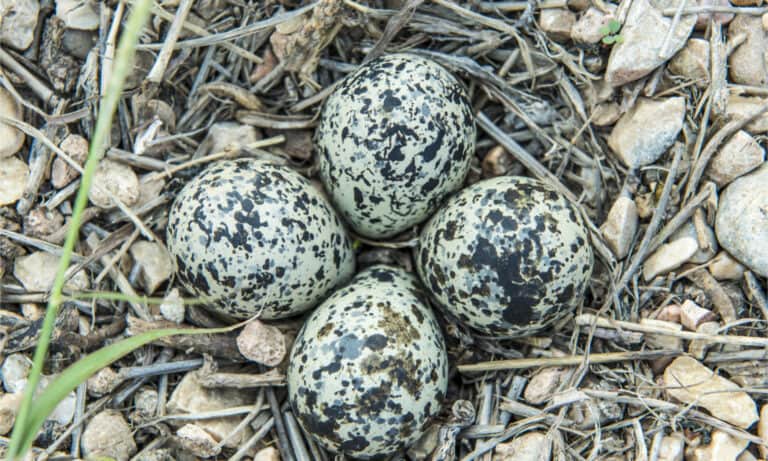 4 killdeer eggs in their nest