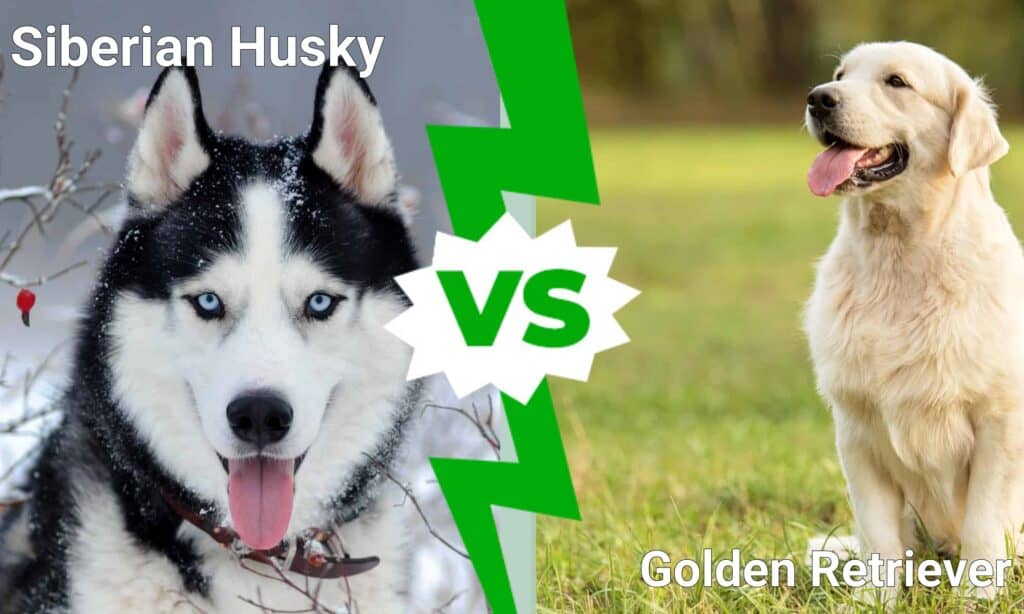 do golden retrievers shed more than huskies