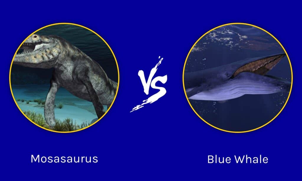 Mosasaurus vs Blue Whale