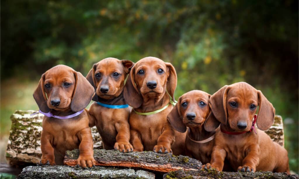 5 dachshund puppies on a log