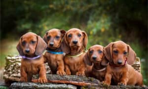 Do Dachshunds Shed? Picture