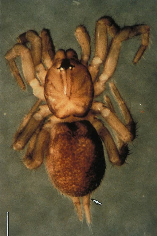 spruce fir moss spider predators