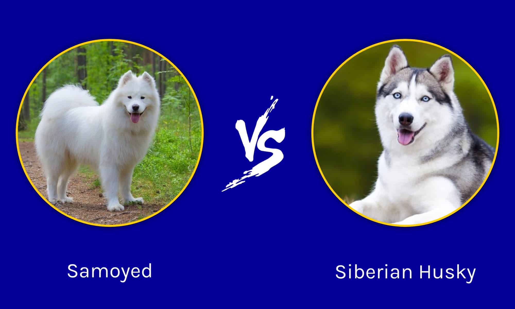 Samoyed vs Siberian Husky: 9 Key Differences - A-Z Animals