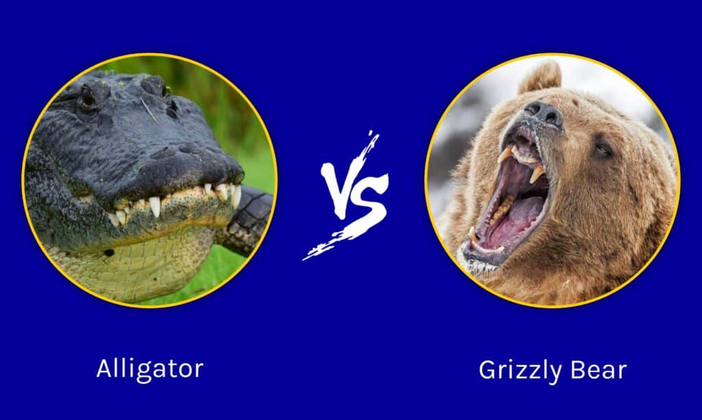 Alligator vs Grizzly Bear: Who Would Win in a Fight?